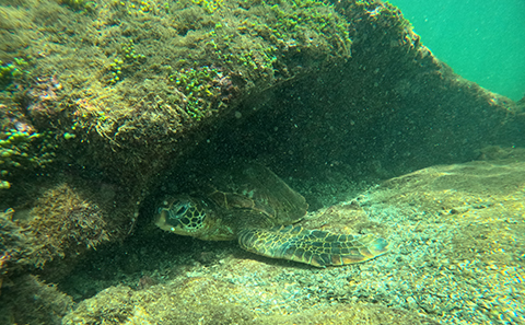 A sea turtle sheltering