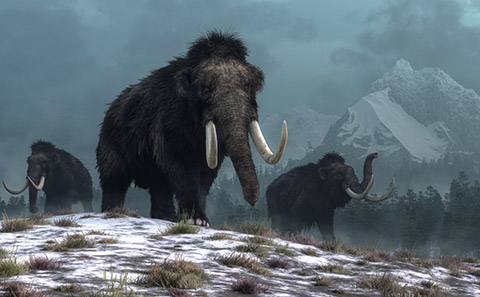 A trio of woolly mammoths