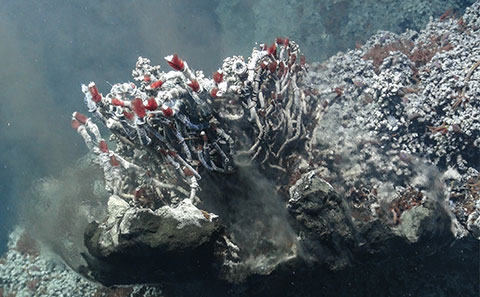 Red tubeworms in the ocean
