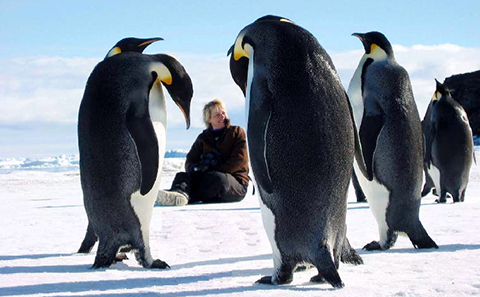 Woman sitting on snow surrounded by penguins