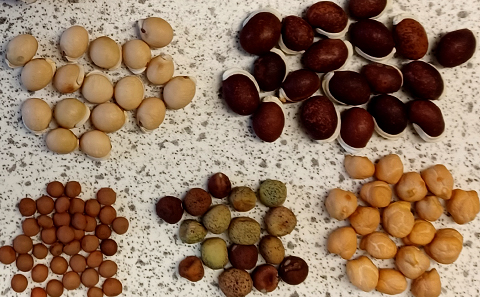 A variety of legume seed 
