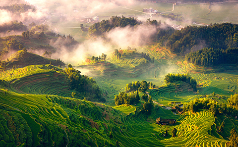 Rice paddies in China