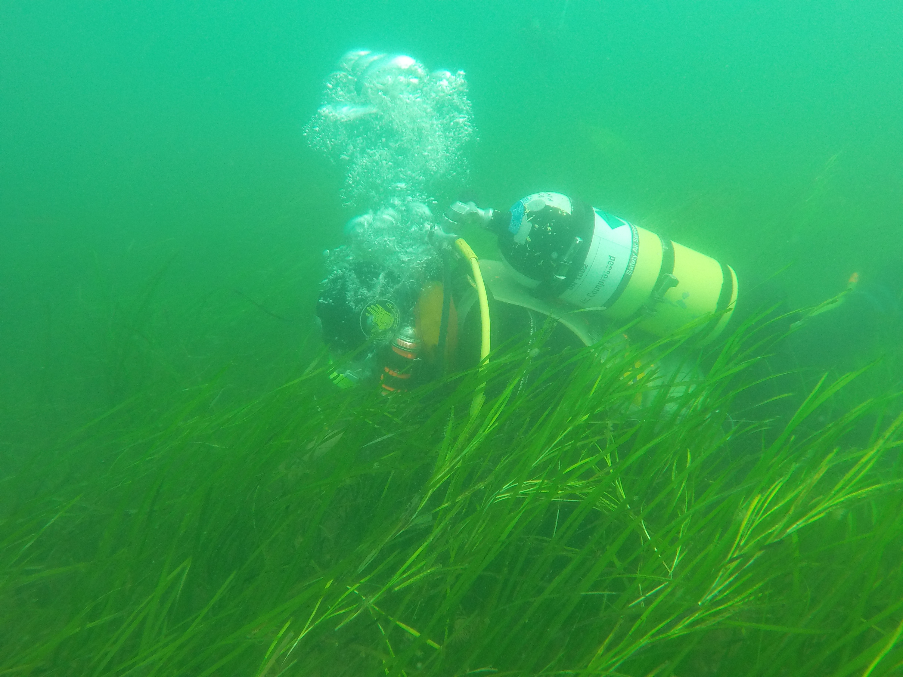 Underwater diver on the seagrass bed at Studland