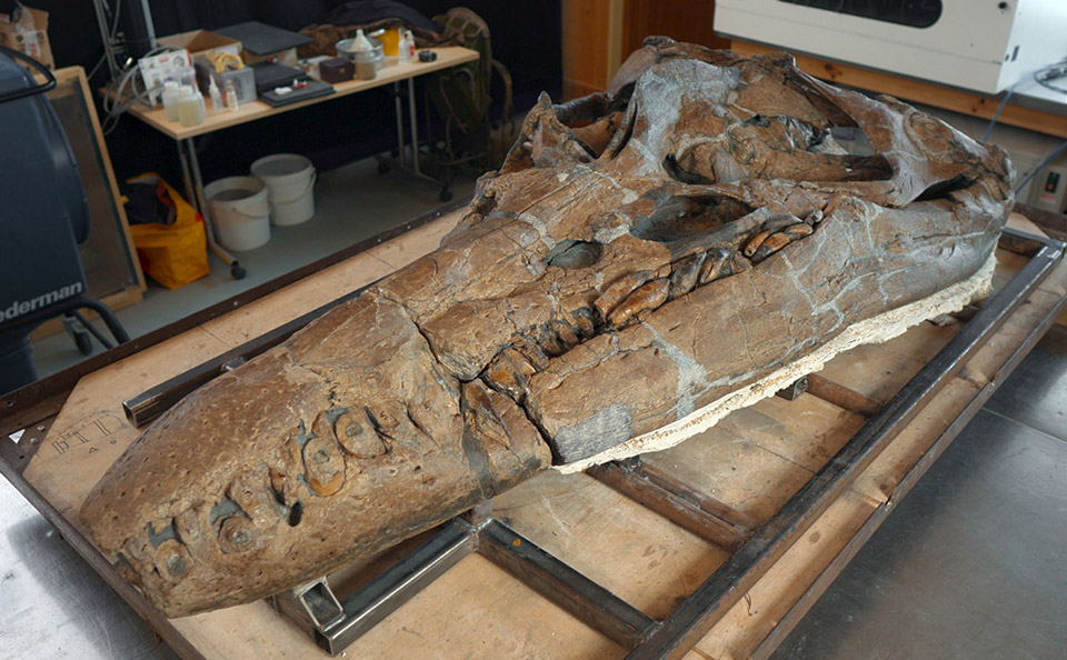 Skull of a dinosaur like creature laid out on a laboratory workbench.