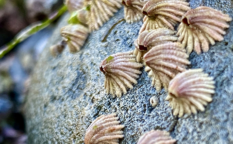 Group of barnacles with a bent shape