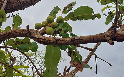 Close up of shea nuts growing on tree