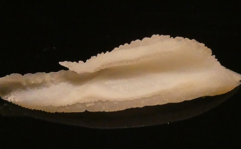 Close-up of white tissue