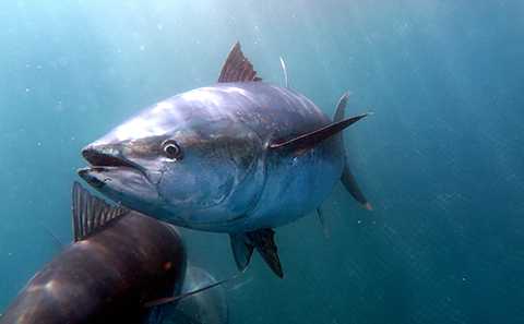 Large blue fish swimming underwater
