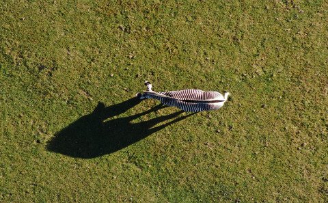 Zebra image