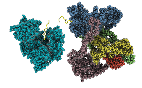 A visualisation of the ERAP1 enzyme to better understand autoimmune disease.