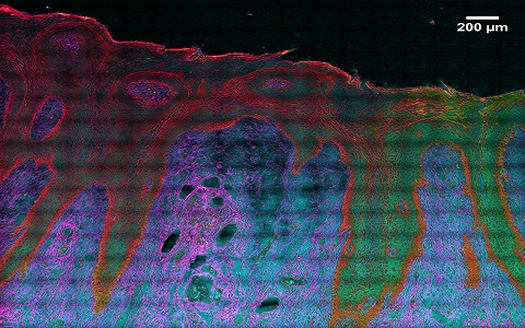 Digital microscope image