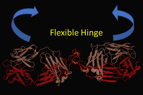 Flexible Hinge