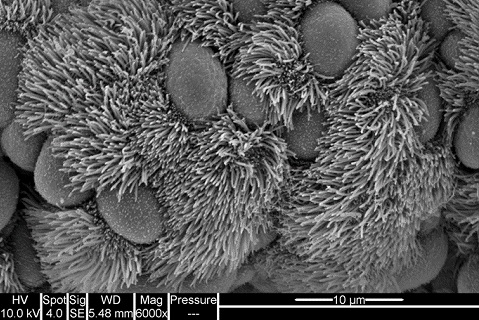 Cilia microscope image