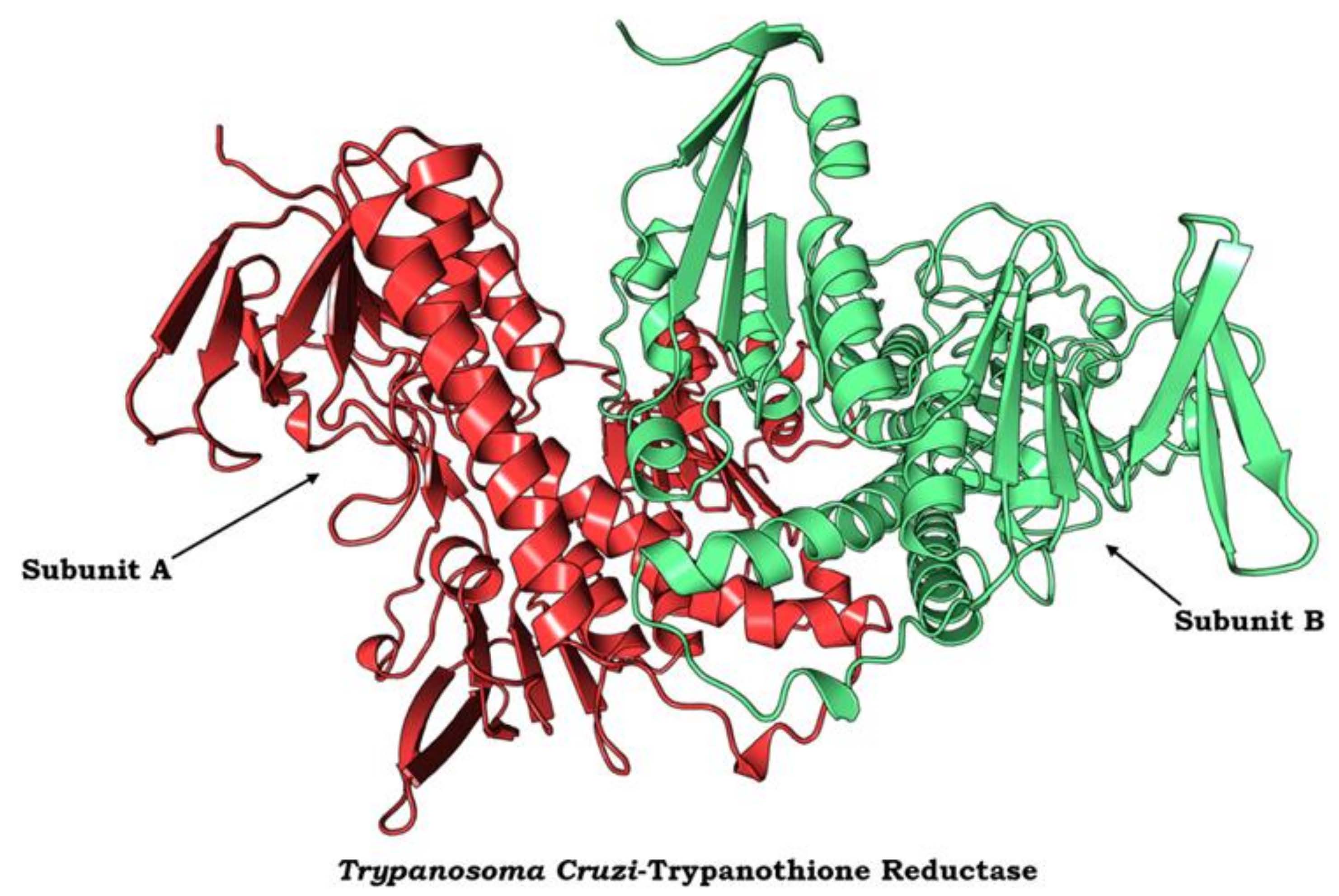 Protein model of trypanothione redu