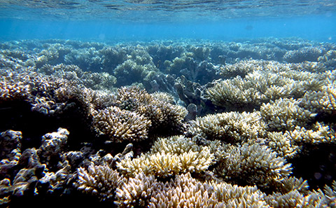 Acropora coral