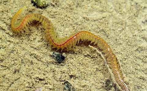 Common Ragworm on seabed sediment.