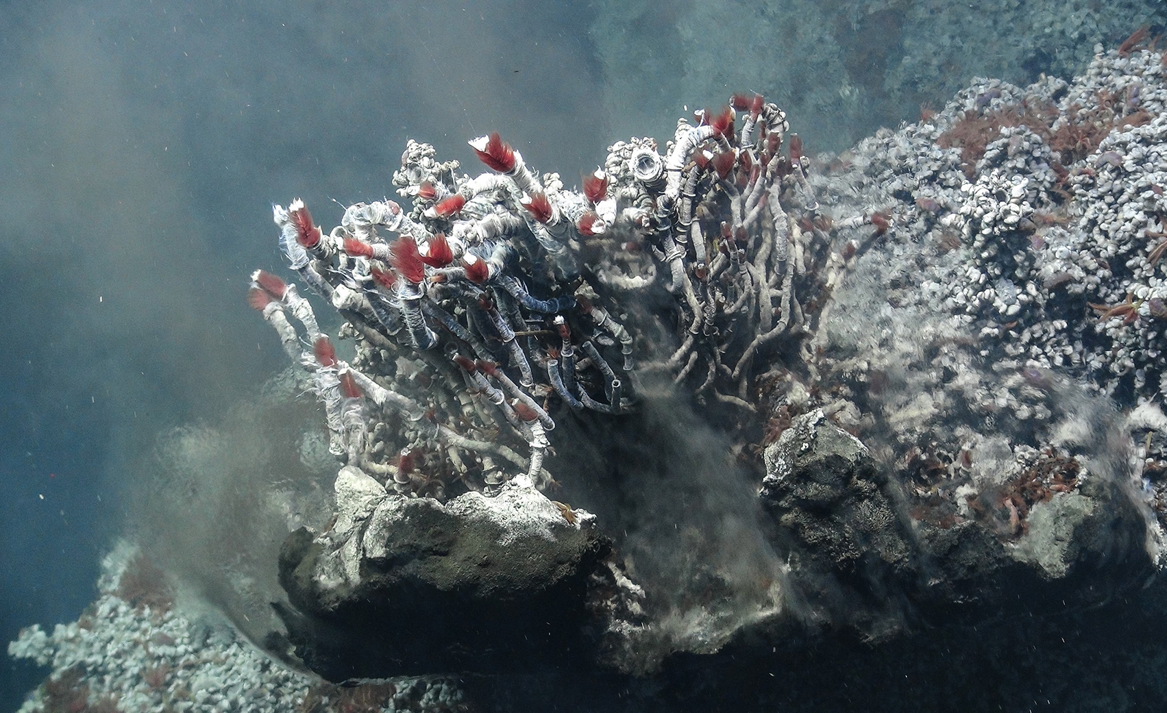 Red tubeworms