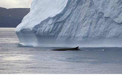 A fin whale surfaces in front of an iceberg