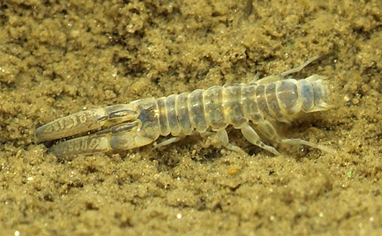 Mud Shrimp under water on seabed sediment