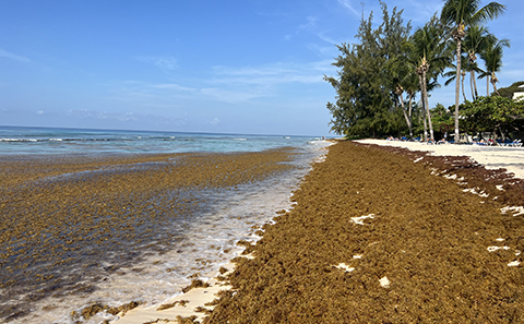 Sargassum washed up at Hastings beach, Barbados