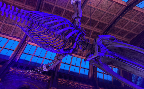 150 delegates enjoyed dinner at the Natural History Museum in the Hintze Hall beneath Hope the Blue Whale