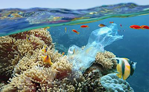 Macroplastic pollution on marine ecosystems