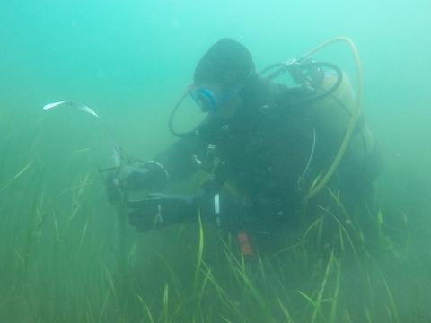 Conventional seagrass survey with divers counting shoot length and density
