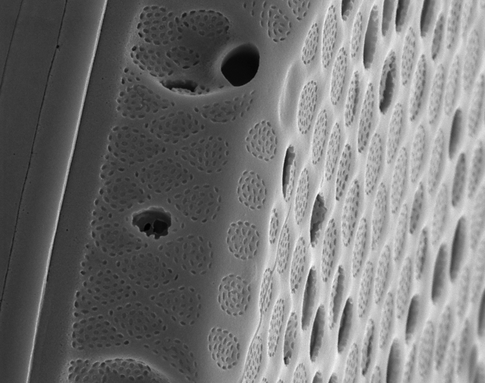 The hidden geometry of nature - Daniela Sturm