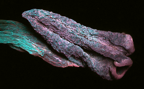 Azalea stamen