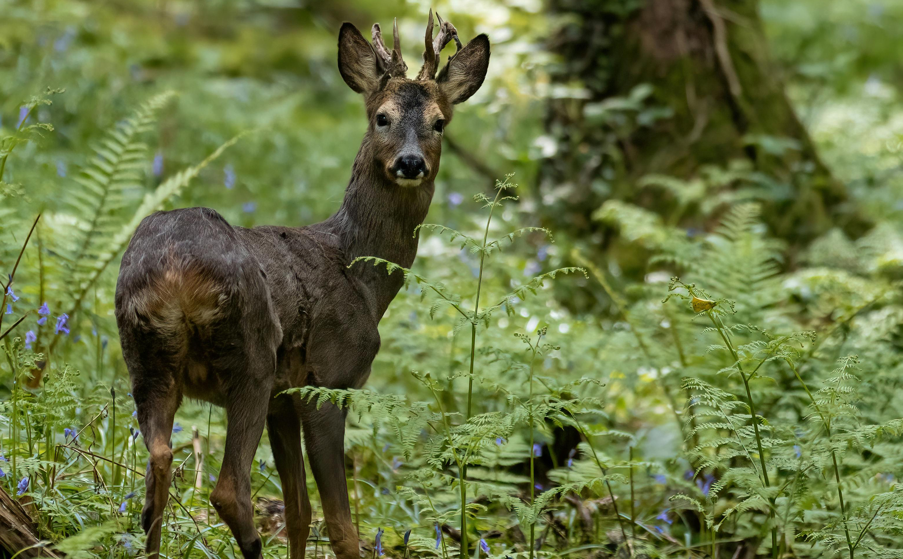 A deer with short antlers in a verdant forest with ferns and blue flowers.
