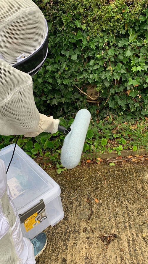 A scientist found a hornet's nest in bushes