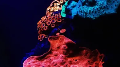 A collection of corals from a deep reef in the Red Sea, shining in a rainbow of colours.