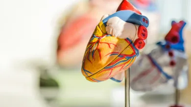 A detailed anatomical model of a human heart with vibrant colours highlighting its various parts, mounted on a stand, with a similar out-of-focus model in the background.