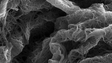 Fibres under microscope zoom