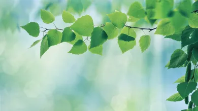 Beautiful green leaves on focus against a soft, light-filled forest background
