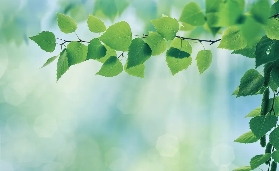 Beautiful green leaves on focus against a soft, light-filled forest background