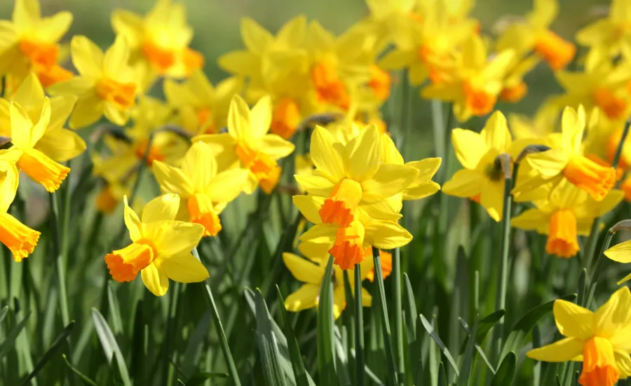 A field full of bright yellow daffodils with orange centers.