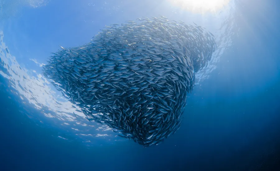 A dense shoal of fish forms a swirling shape beneath sunlit blue ocean water.