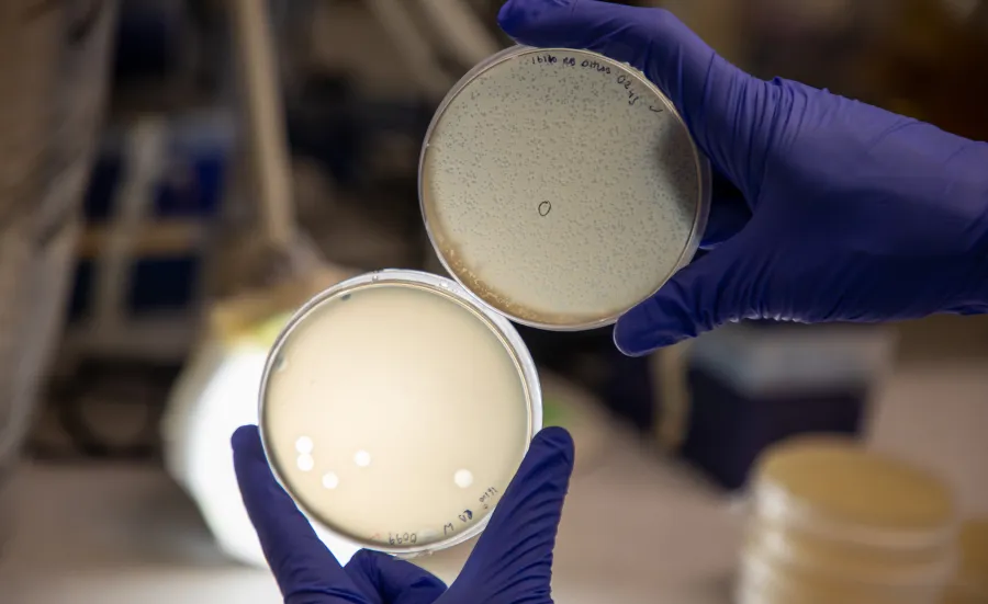 Two petri dishes held up by gloved hands, showing bacterial lysis by phages.