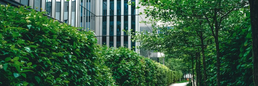 A clean urban environment with lush plants bordering a cement walkway.