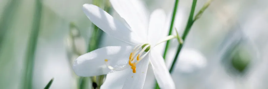 Close-up of a white flower with yellow centre details, surrounded by green stems and leaves.