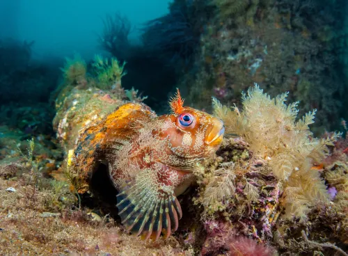 Fish on the ocean bed