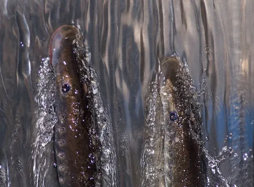 2 Pacific lamprey climbing up through fast flowing water