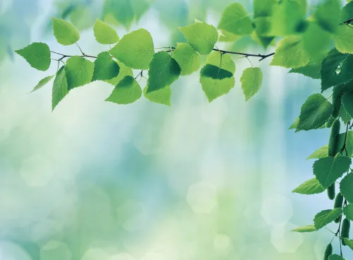Beautiful green leaves on focus against a soft, light-filled forest background