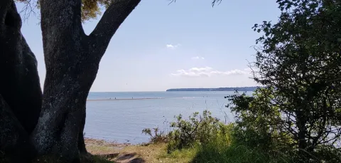 View looking out to sea across a beach with trees and bushes in foreground.