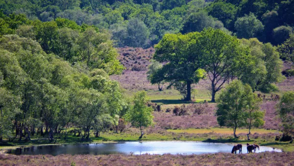 Shot of trees and forest. In the distance horses can be seen drinking from a pond.