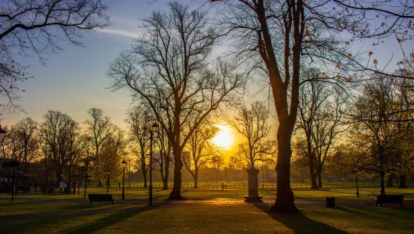 Silhouette of winter trees at sunset in Houndwell Place. 