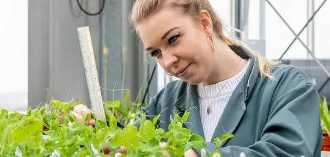 undergraduate biology student studying plant leaves