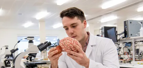 Student wearing a lab sits at a bench in a laboratory, surrounded by microscopes and technical equipment. He holds and takes a part a model of a human brain.
