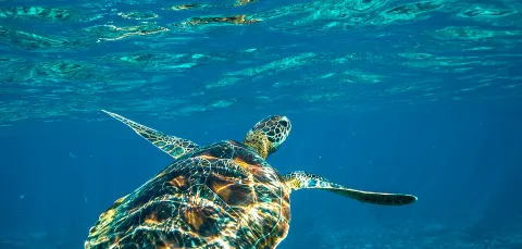 Tutle under blue sea water.